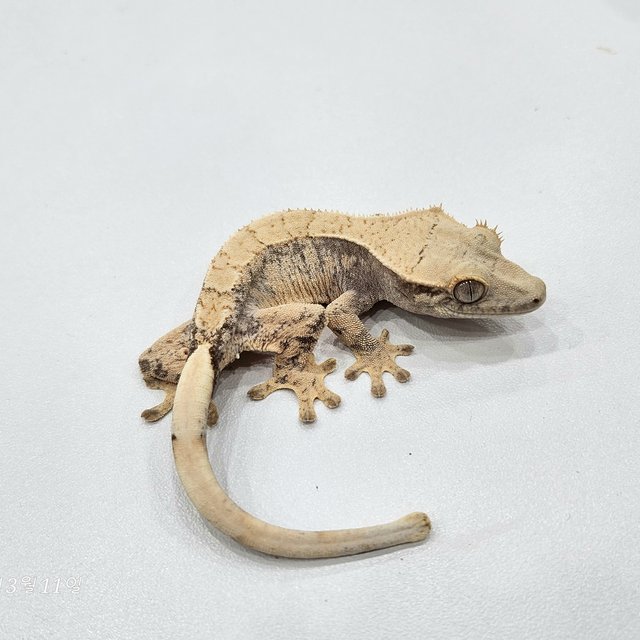 노멀 드리피 화이트스팟