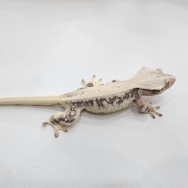 릴리100%헷아잔틱