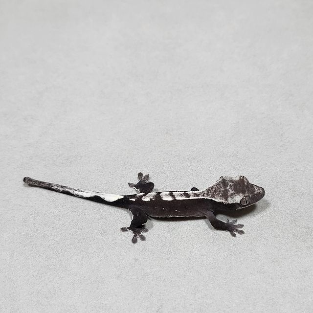 아잔틱