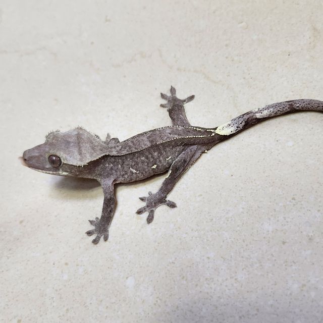 아잔틱