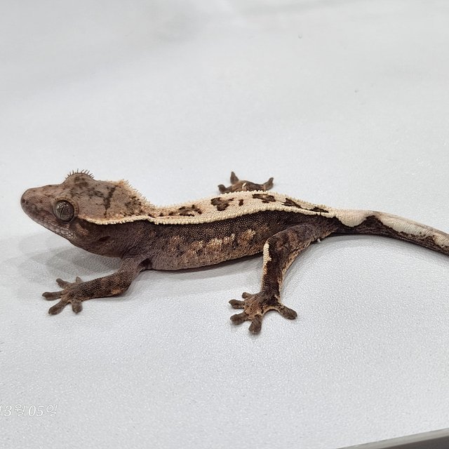 세이블 100%헷아잔틱