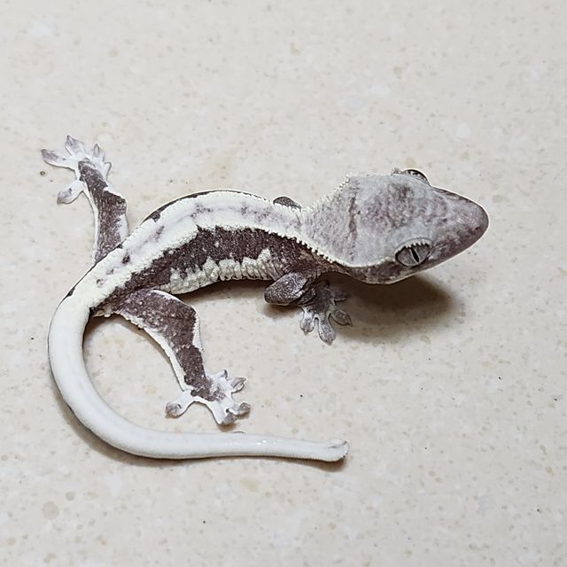릴잔틱