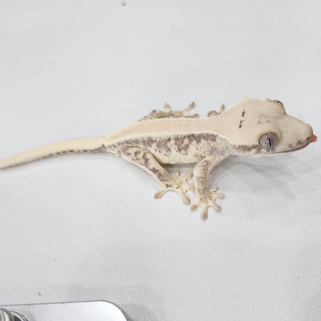 릴리100%헷아잔틱 솔리드백