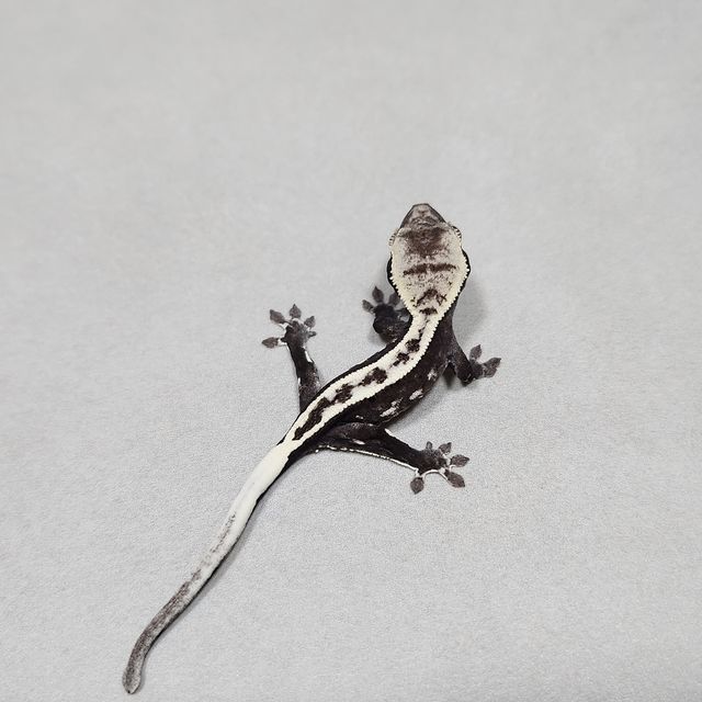 아잔틱