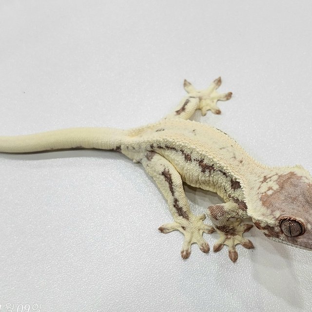 100%헷아잔틱 프라푸치노