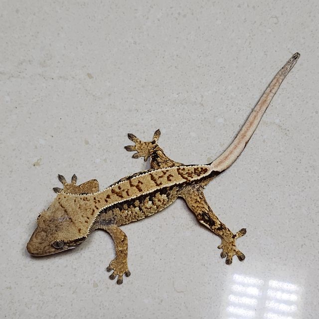 노멀