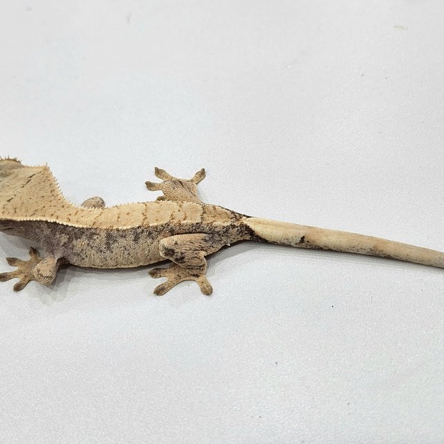 노멀 드리피 화이트스팟