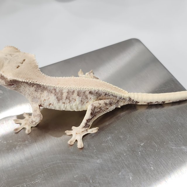 릴리100%헷아잔틱 솔리드백