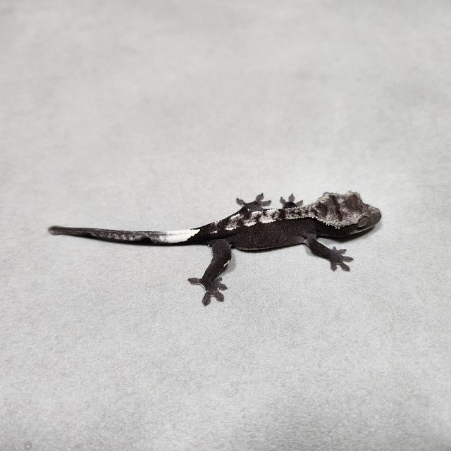 아잔틱