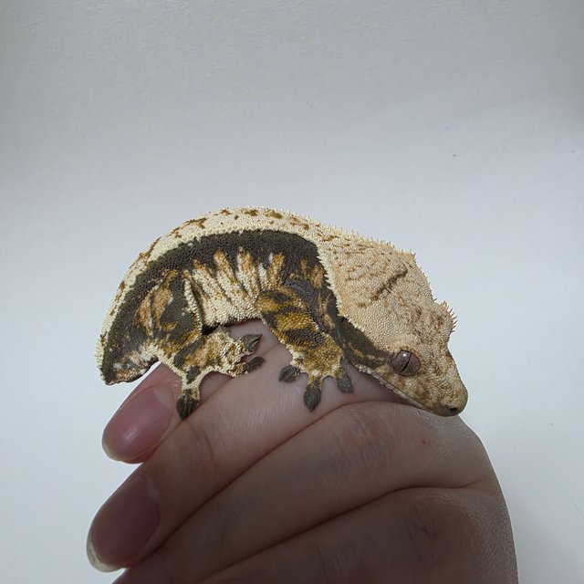 트라이 익스트림할리퀸 풀핀