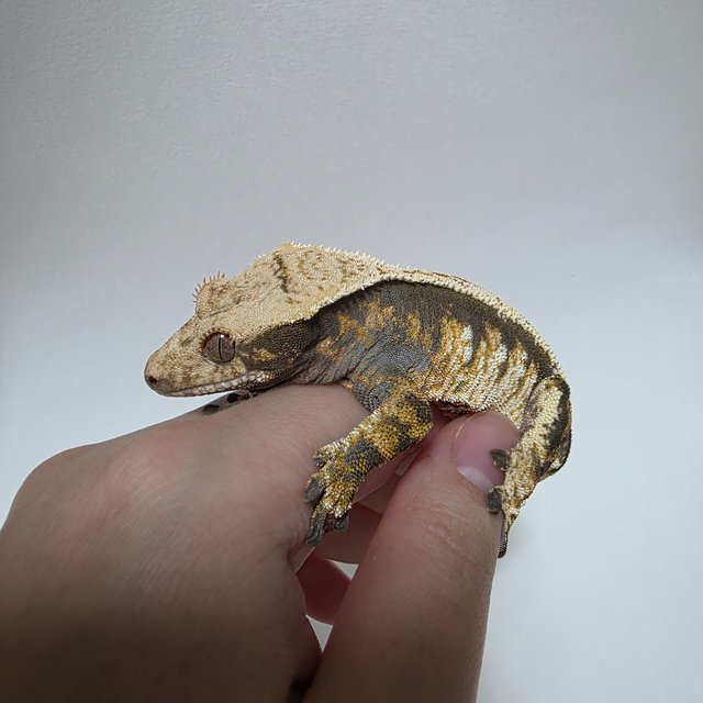 트라이 익스트림할리퀸 풀핀