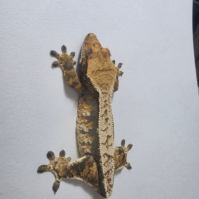 트라이 익스트림할리퀸 풀핀