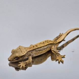 핀스트라이프 쿼드