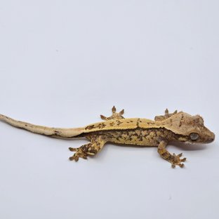 트라이 익스트림할리퀸