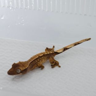 트라이 익스트림할리퀸 나비스 바브