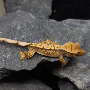 트라이 익스트림할리퀸