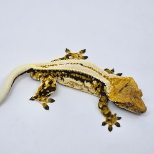 슈퍼스트라이프 쿼드 에밀리