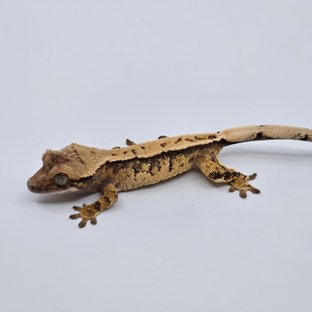 트라이 익스트림할리퀸