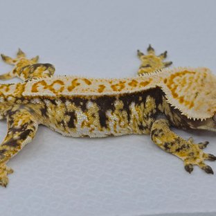 트라이 익스트림할리퀸