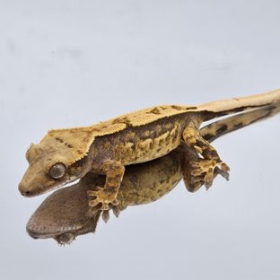 쿼드 핀스트라이프