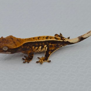 트라이 익스트림할리퀸 텐저린