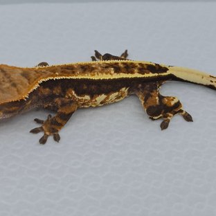 노멀 핀스트라이프 쿼드