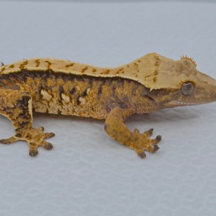 노멀 트라이 익스트림할리퀸