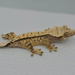 트라이 익스트림할리퀸