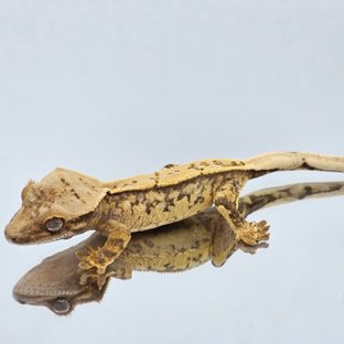 트라이 익스트림할리퀸