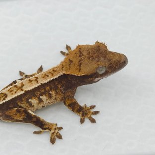 노멀 트라이 익스트림할리퀸 텐저린