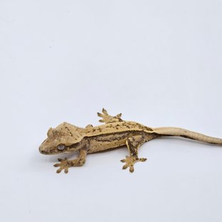 핀스트라이프 쿼드