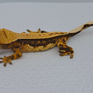 노멀 핀스트라이프 쿼드