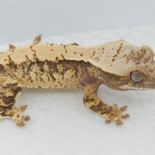 트라이 익스트림할리퀸