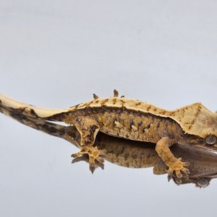 노멀 트라이 익스트림할리퀸