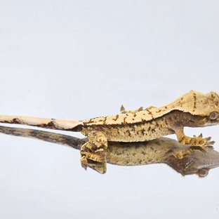 트라이 익스트림할리퀸