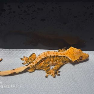 발렌
