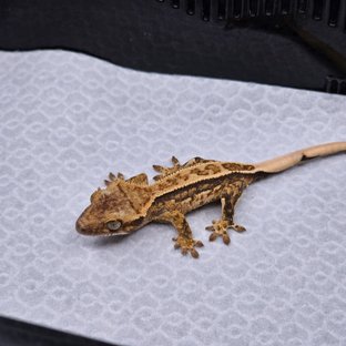 풀핀 쿼드
