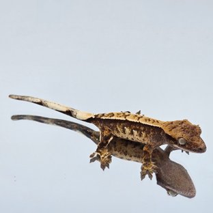 트라이 익스트림할리퀸 텐저린