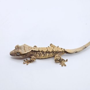 트라이 익스트림할리퀸