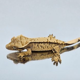 트라이 익스트림할리퀸