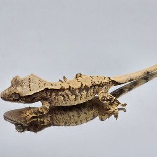 트라이 익스트림할리퀸