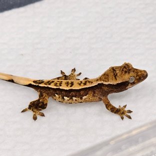 노멀 핀스트라이프 쿼드