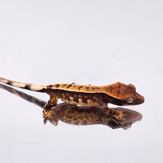 트라이 익스트림할리퀸 텐저린