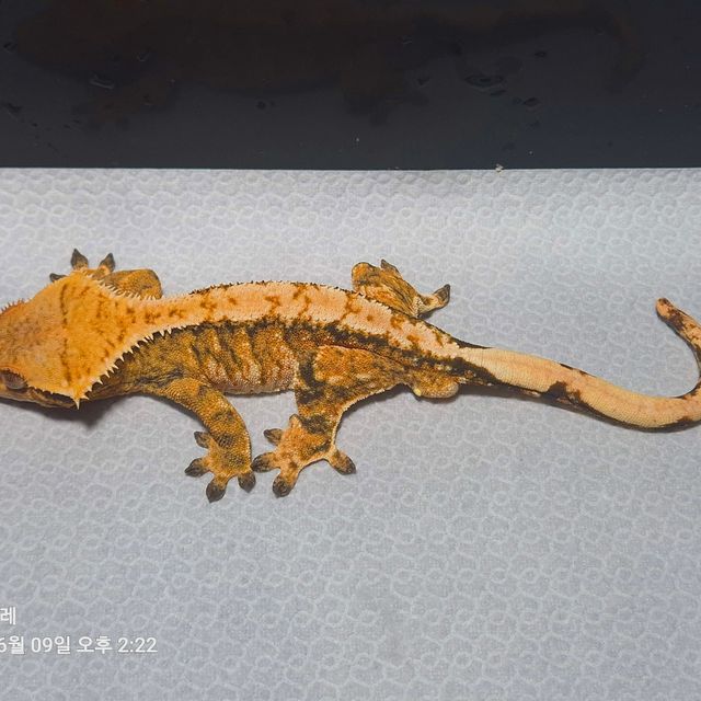 바브 트라이 익스트림할리퀸