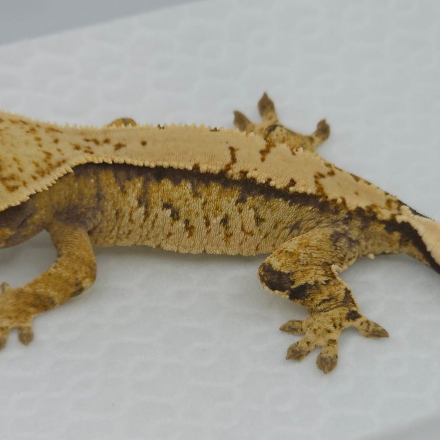 트라이 익스트림할리퀸