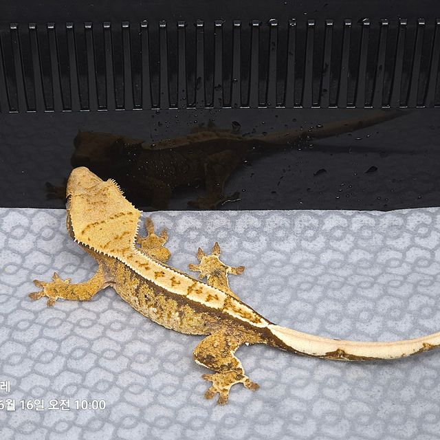 바브 익스트림할리퀸 트라이