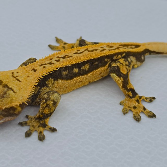 슈퍼스트라이프 쿼드