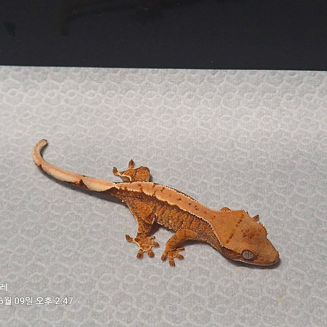 트라이 익스트림할리퀸 바브 노멀