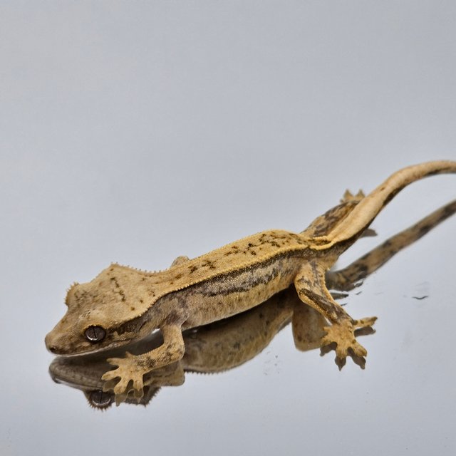 핀스트라이프 쿼드