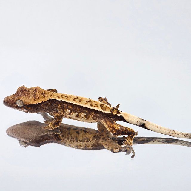 트라이 익스트림할리퀸 텐저린